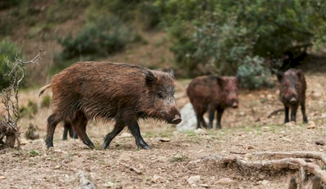  triquinosis fueron detectados en jabalíes silvestres 